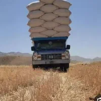 کاه گندم و جو تحویل درب دام داری
