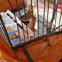 یک جفت عروس هلندی زیبا|پرنده|شیروان (خراسان), |دیوار