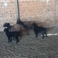 میش بره|حیوانات مزرعه|جوادآباد, |دیوار