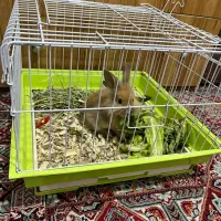 خرگوش مینیاتوری|موش و خرگوش|کرمان, |دیوار