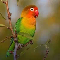 کوتوله گمشده