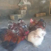 کوشین رد متلد|پرنده|ویسیان, |دیوار