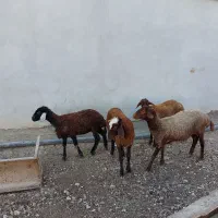 بره ماده و گوسفند داشتی