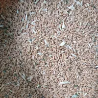 خریدار گندم برای تحویل به سیلو