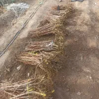 خرید نهال زرشک 20هزار تومان