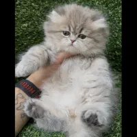 گربه بریتیش|گربه|کرج, عظیمیه|دیوار