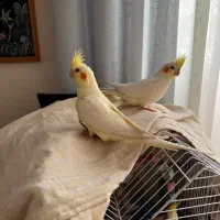 عروس هلندی دو ماهه