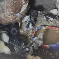 تخم مرغ نطفه دارسلطان|حیوانات مزرعه|فلاورجان, |دیوار