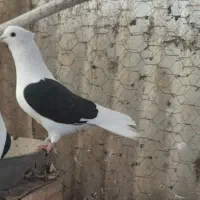 کبوتر پشت سیاه و سینه سرخ نر معاوضه با هفرنگ