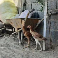 جوجه لاری