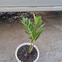 زامفولیا پتوس نخل مادگاسکار