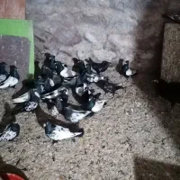 کبوتر سینه سیاه