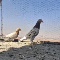 کبوتر سرور|پرنده|فولادشهر, مدیسه|دیوار