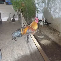 مرغ خروس قاز|حیوانات مزرعه|هندیجان, |دیوار