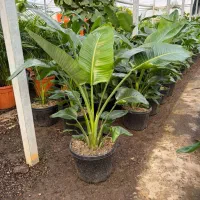 کار در گلخانه