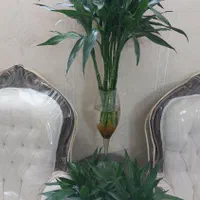 شیشه بامبوقطره بامبوبامبو بدون پیچ و پیچدار|گل و گیاه طبیعی|مشهد, شهید مطهری|دیوار