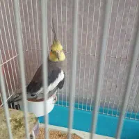 عروس هلندی نر با قفس