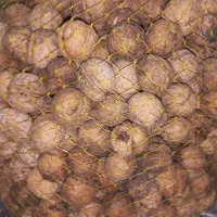 گردو