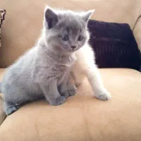 بچه گربه های خانگی