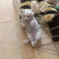 پامر روباهی دوماهه شناسنامه دار  .واکسینه.|سگ|اردبیل, |دیوار