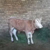 گوساله