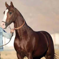 اسب اصیل ترکمن