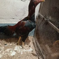 سه عدد جوجه لاری|حیوانات مزرعه|مرند, |دیوار