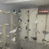 ***|پرنده|بوئین زهرا, |دیوار