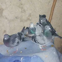 معاوضه باطوقی