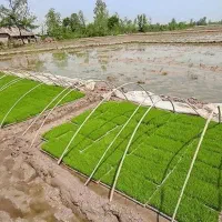 زمین کشاورزی|فروش زمین و ملک کلنگی|طاهرگوراب, |دیوار