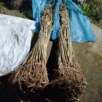 فروش نهال های آوکادو و صنوبر|خدمات باغبانی و درختکاری|خرمآباد (تنکابن), |دیوار