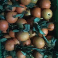 پرتقال نارنگی|خدمات باغبانی و درختکاری|چابکسر, |دیوار