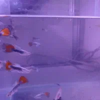 ماهی گوپی وایت رد تِیل|ماهی|مشهد, امیریه|دیوار