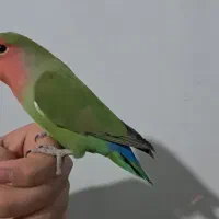 قناری