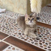 بریتیش بلک گلد دختر