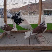 کبوتر|پرنده|ماهنشان, |دیوار