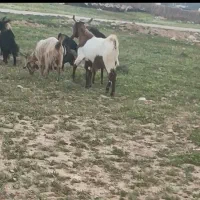 چپش کهره ناز روزگاری