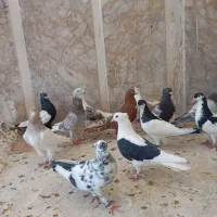 کبوتر سی تا نر و هشت تا ماده