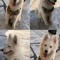 سگ نژاد ساموید