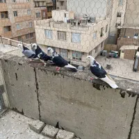 کفتر کبوتر