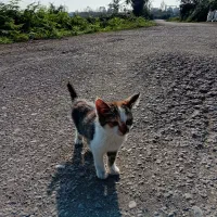 واگذار گربه برای خانواده|گربه|لوندویل, |دیوار