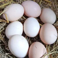 تخم مرغ نطفه دار