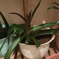 ۲۰عدد گل به همراه استند نگهدارنده|گل و گیاه طبیعی|سهند, |دیوار