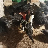 خروس چی نژاد گلین و استر لوپ|حیوانات مزرعه|نجفآباد, جعفرآباد|دیوار