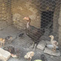 مرغ لاری