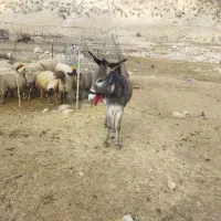 فروشی.|حیوانات مزرعه|چرداول, |دیوار