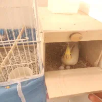 عروس هلندی مولد لوتینو دستی