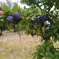 فروش-باغ-بزرگ-میوه-اقساطی