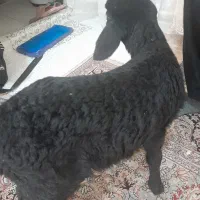 بره فروشی