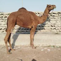لوک 5 سال جمازی تیز رو